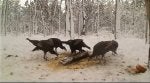 Wildlife Working animal Boar Hunting dog Bovine